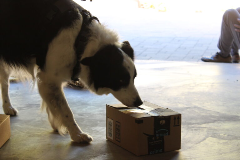 Border Collie doing K9 Nose Work boxes
