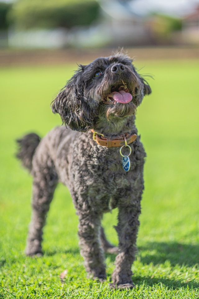 medium grey doodle dog standing on grass