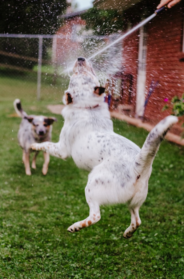 2 dogs playing in hose water