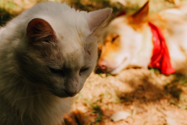 dog cat sleeping together