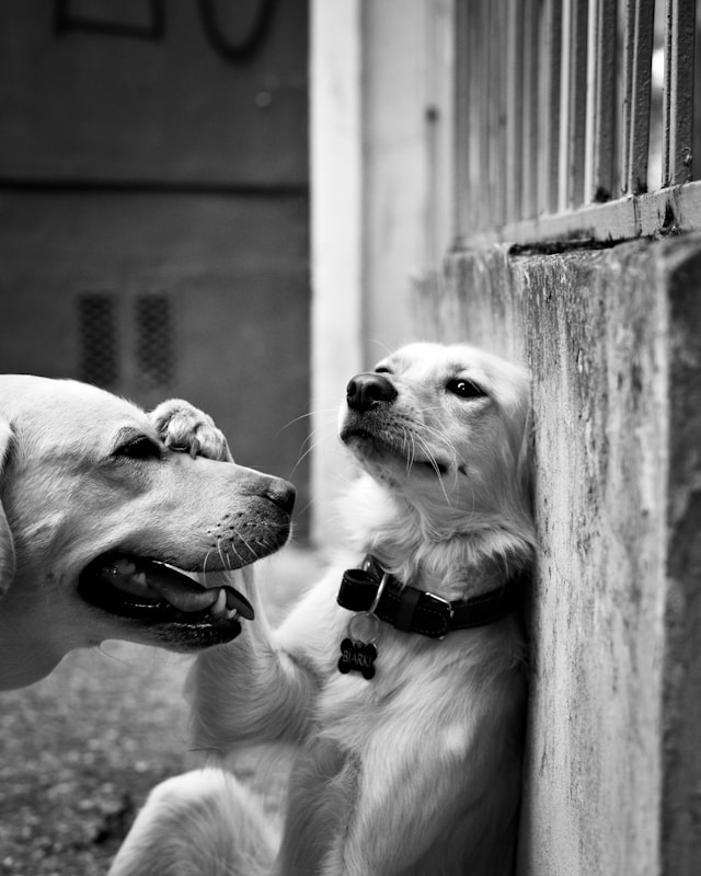 dog and puppy with paw over face