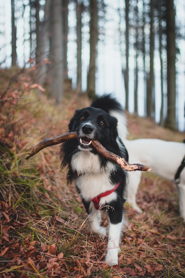 dog with stick outdoors