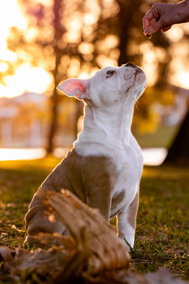 frenchie sit - stay