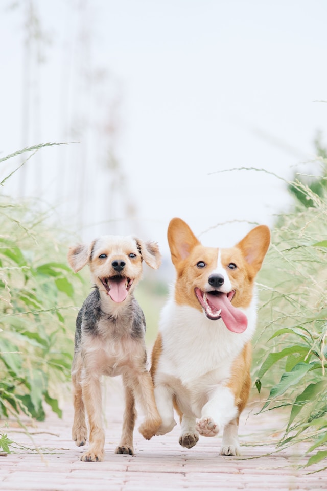 two dogs walking towards camera