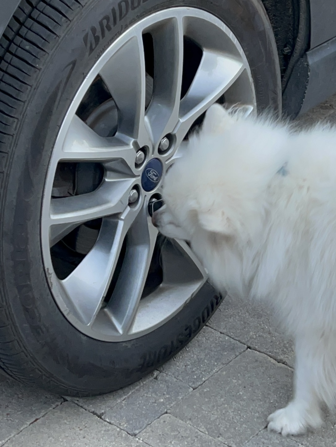 Dog searching around a vehicle wheel during K9 Nose Work