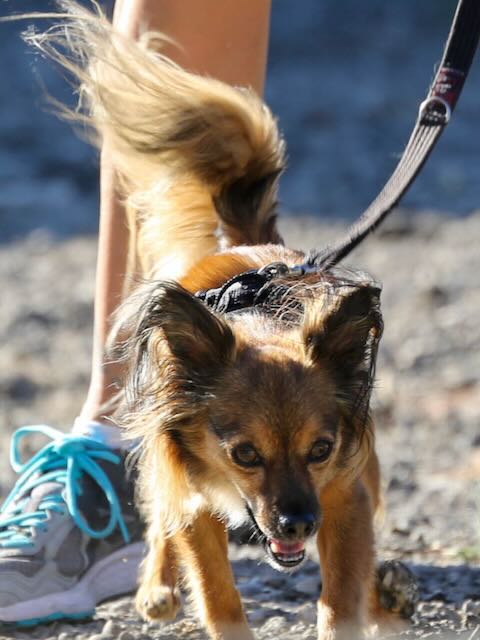 Ringo searching during a K9 Nose Work activity