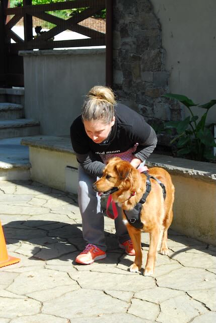 Handler and dog preparing for a search during a K9 Nose Work class
