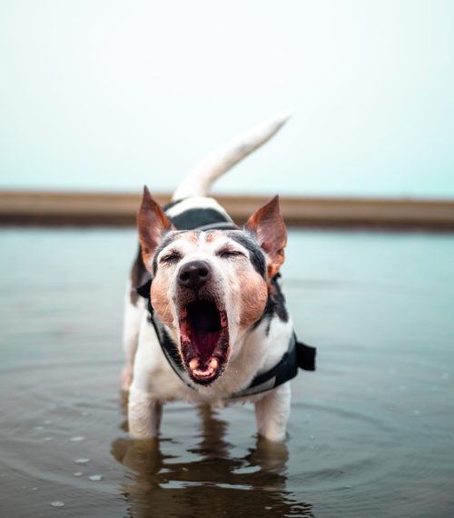 Barking dog