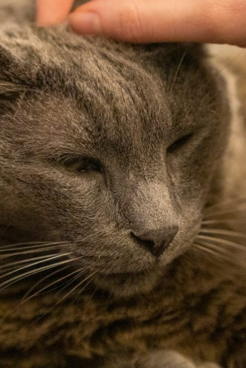 cat-being-pet