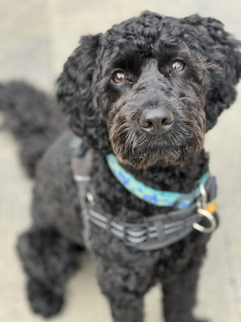Doodle Sitting to Greet
