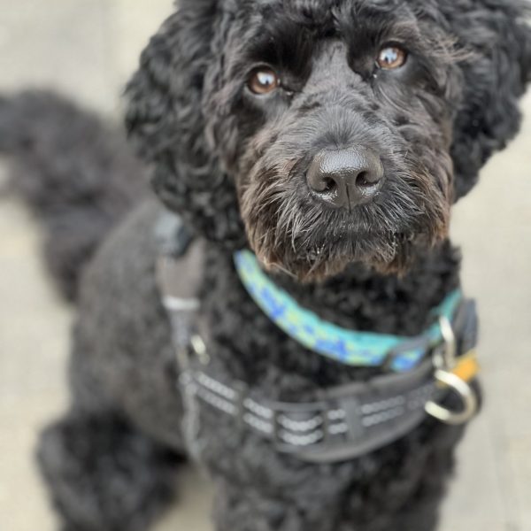 Doodle Sitting to Greet