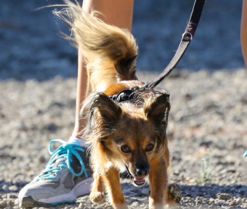 Small Dog K9 Nose Work