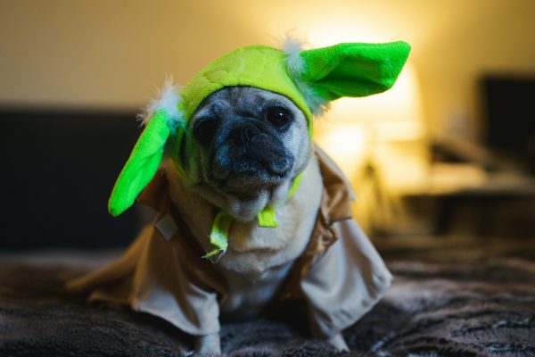 pug in yoda costume