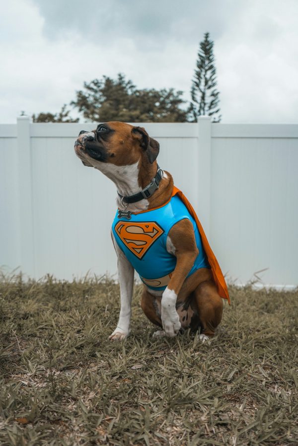 boxer wearing superman costume