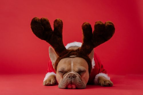 frenchie puppy with antlers costume