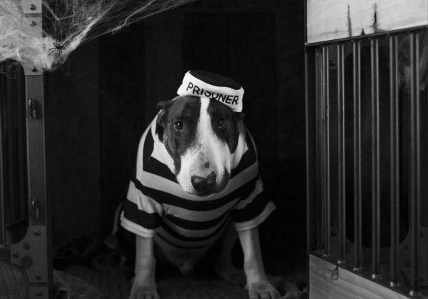 dog wearing old fashioned prisoner uniform