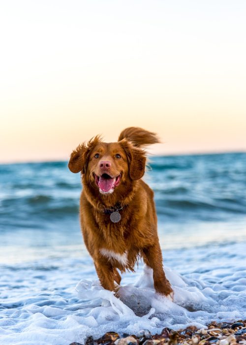 Retriever running on beach