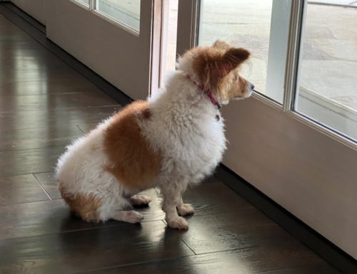 Terrier mix sitting at window